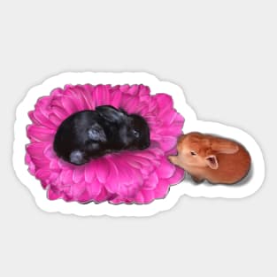 Bunny Rabbits playing hide and seek on a flower -bunny rabbit cute  ebony black and ginger bunny rabbit Sticker